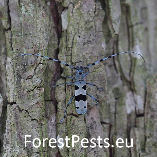 Fuz&aacute;č alpsk&yacute;