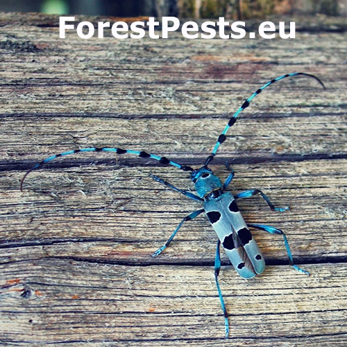 Fuz&aacute;č alpsk&yacute;