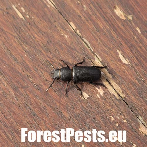 Fuz&aacute;č borovicov&yacute;