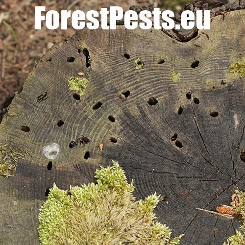 Fuz&aacute;č borovicov&yacute;