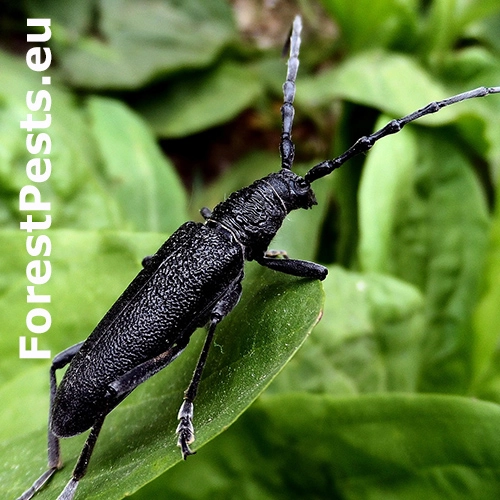 Fuz&aacute;č bukov&yacute;