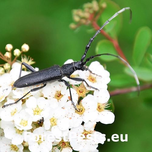 Fuz&aacute;č bukov&yacute;