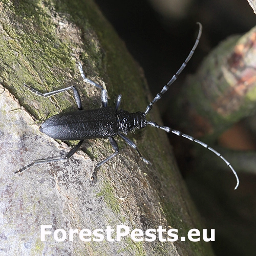 Fuz&aacute;č bukov&yacute;