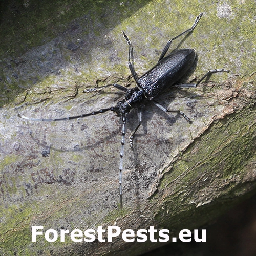 Fuz&aacute;č bukov&yacute;