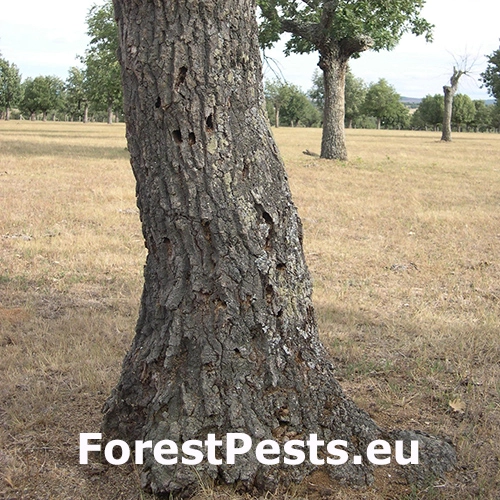 Fuz&aacute;č Cerambyx welensii