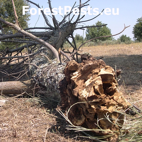 Fuz&aacute;č Cerambyx welensii