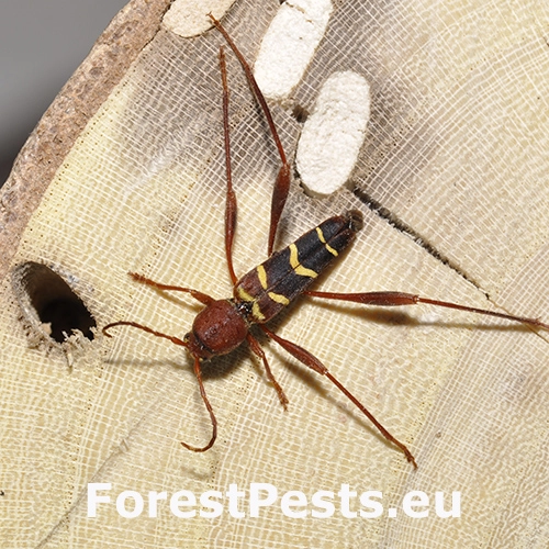 Fuz&aacute;č červenohlav&yacute;