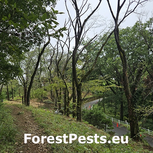 Fuz&aacute;č červenokrk&yacute;