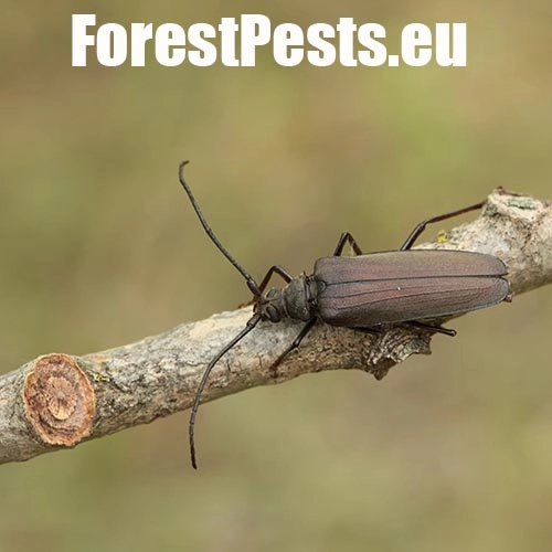 Fuz&aacute;č drsnotykadlov&yacute;