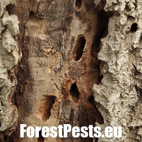 Fuz&aacute;č drsnotykadlov&yacute;