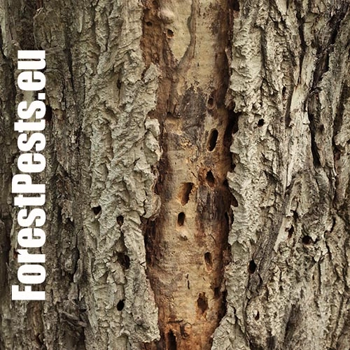 Fuz&aacute;č drsnotykadlov&yacute;