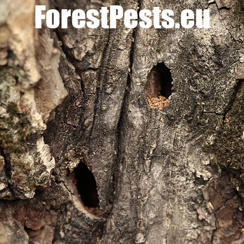 Fuz&aacute;č drsnotykadlov&yacute;