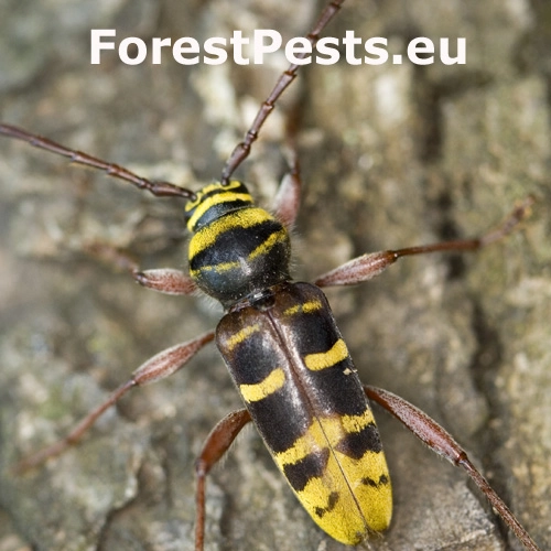 Fuz&aacute;č dubinov&yacute;