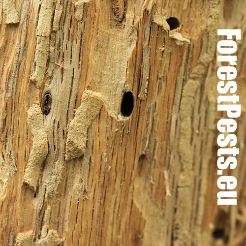 Fuz&aacute;č dubov&yacute;