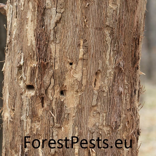 Fuz&aacute;č dubov&yacute;