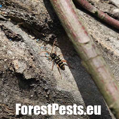 Fuz&aacute;č dubov&yacute;