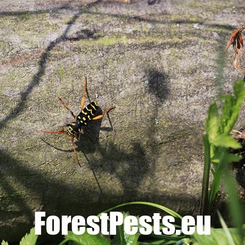 Fuz&aacute;č dubov&yacute;