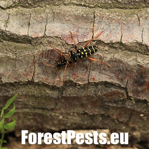 Fuz&aacute;č dubov&yacute;