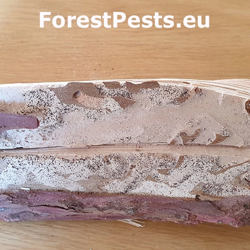 Fuz&aacute;č fialov&yacute;