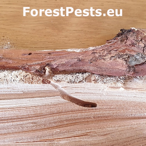 Fuz&aacute;č fialov&yacute;