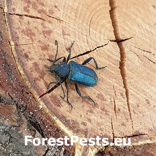 Fuz&aacute;č fialov&yacute;