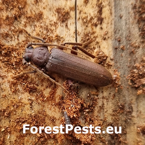 Fuz&aacute;č hned&yacute;