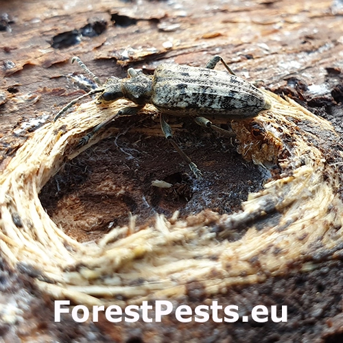 Fuz&aacute;č k&ocirc;rov&yacute;