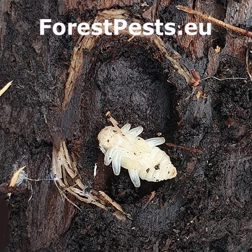 Fuz&aacute;č k&ocirc;rov&yacute;