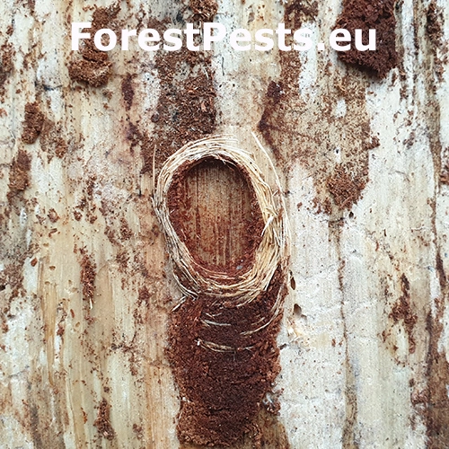 Fuz&aacute;č k&ocirc;rov&yacute;