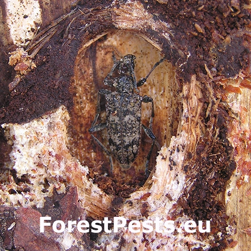 Fuz&aacute;č k&ocirc;rov&yacute;