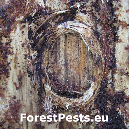 Fuz&aacute;č k&ocirc;rov&yacute;