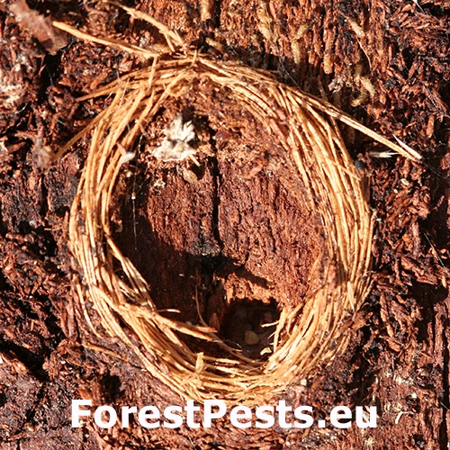 Fuz&aacute;č k&ocirc;rov&yacute;