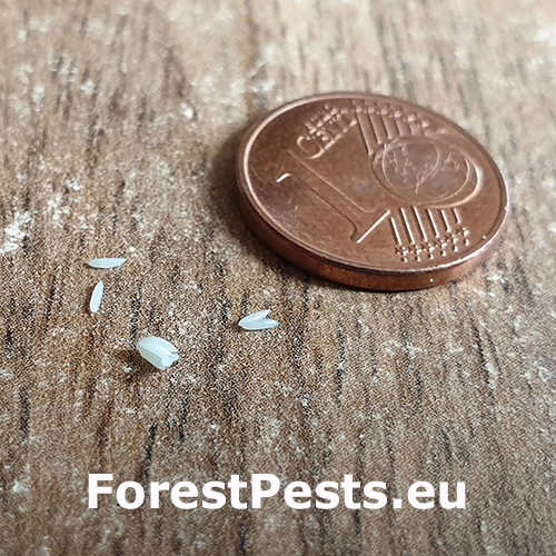 Fuz&aacute;č krovov&yacute;