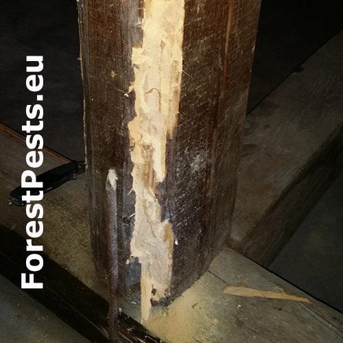 Fuz&aacute;č krovov&yacute;