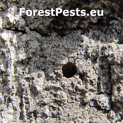 Fuz&aacute;č pestr&yacute;