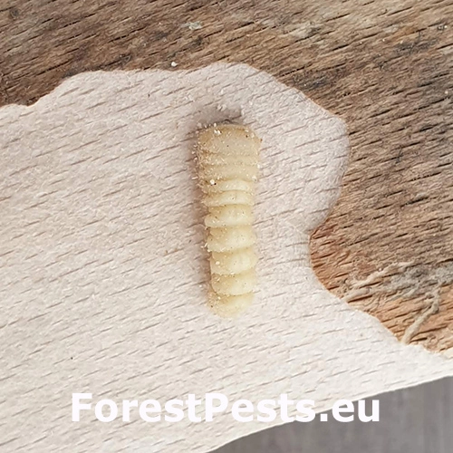 Fuz&aacute;č skladov&yacute;