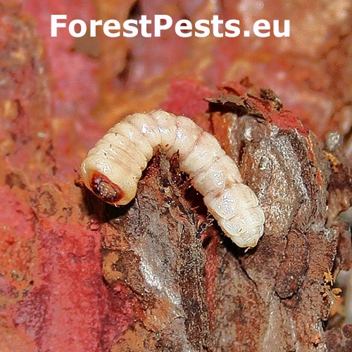 Fuz&aacute;č smrekovcov&yacute;