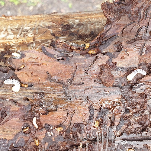 Fuz&aacute;č smrekov&yacute;