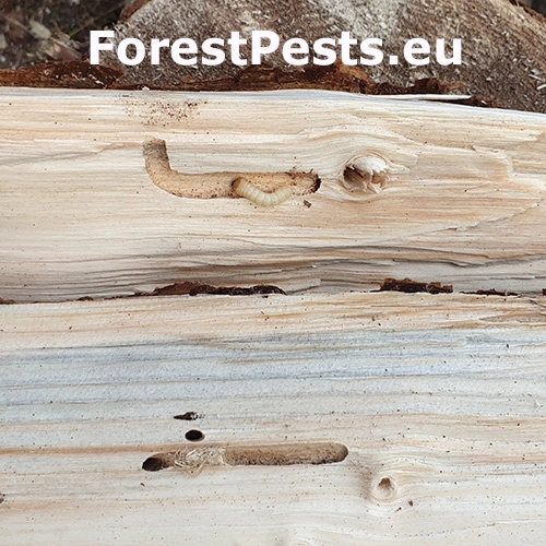 Fuz&aacute;č smrekov&yacute;