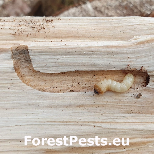 Fuz&aacute;č smrekov&yacute;