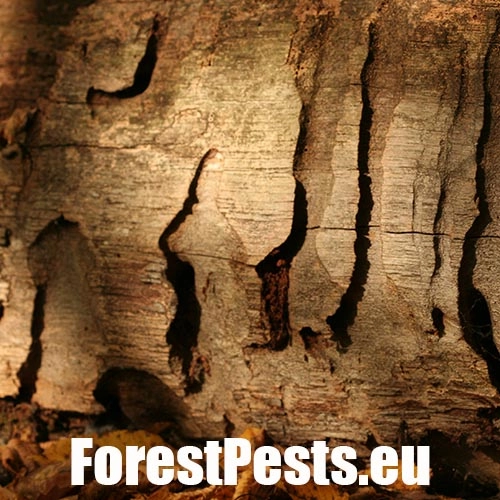 Fuz&aacute;č veľk&yacute;