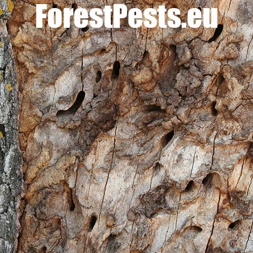 Fuz&aacute;č veľk&yacute;