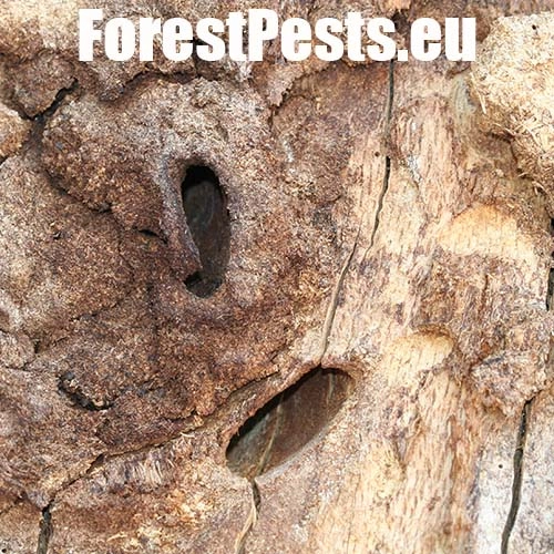 Fuz&aacute;č veľk&yacute;