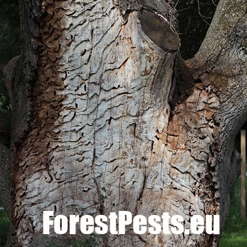 Fuz&aacute;č veľk&yacute;