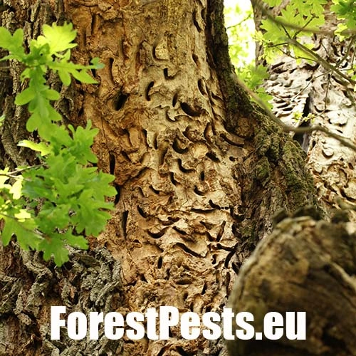 Fuz&aacute;č veľk&yacute;