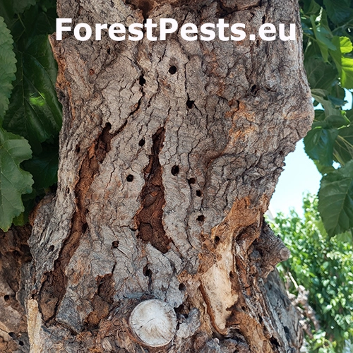 Fuz&aacute;č Xylotrechus chinensis