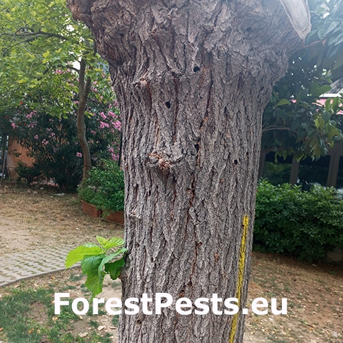 Fuz&aacute;č Xylotrechus chinensis