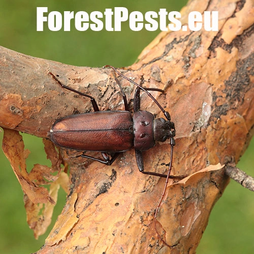 Fuz&aacute;č zavalit&yacute;