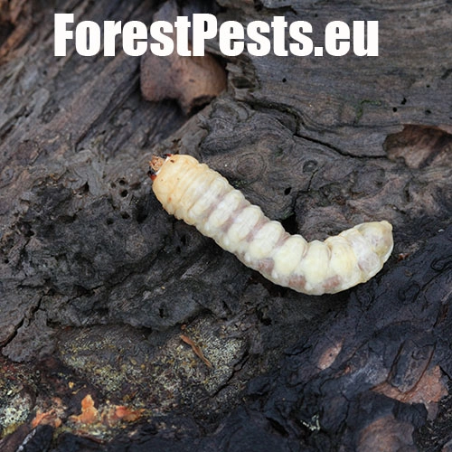 Fuz&aacute;č zavalit&yacute;