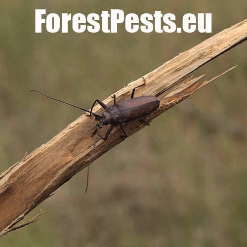 Fuz&aacute;č zavalit&yacute;